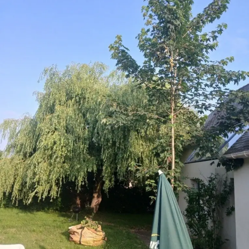 Octobre 2025 : travaux élagage et abattage