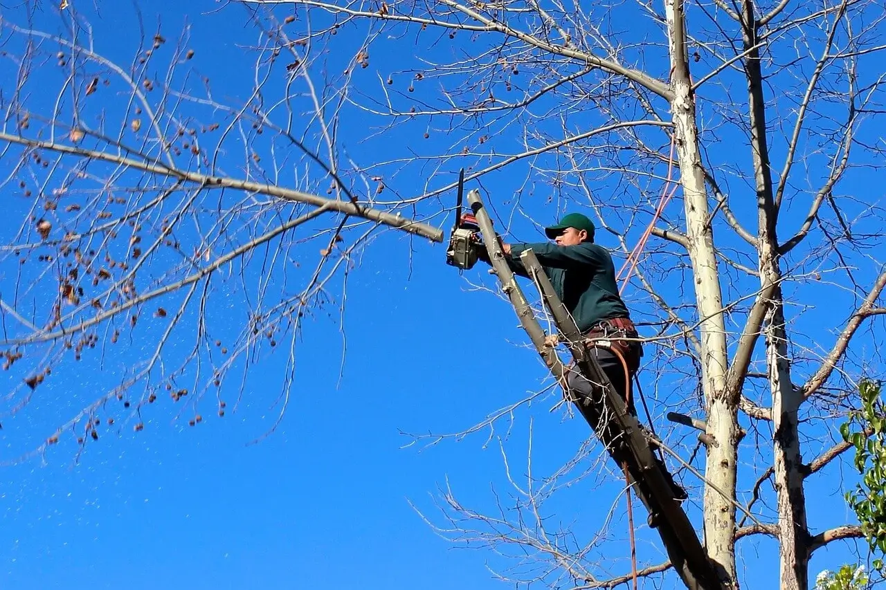 Elagage de branches