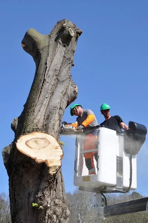 Démontage d'un arbre