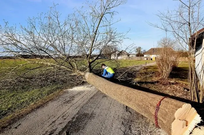 Abattage d'un arbre