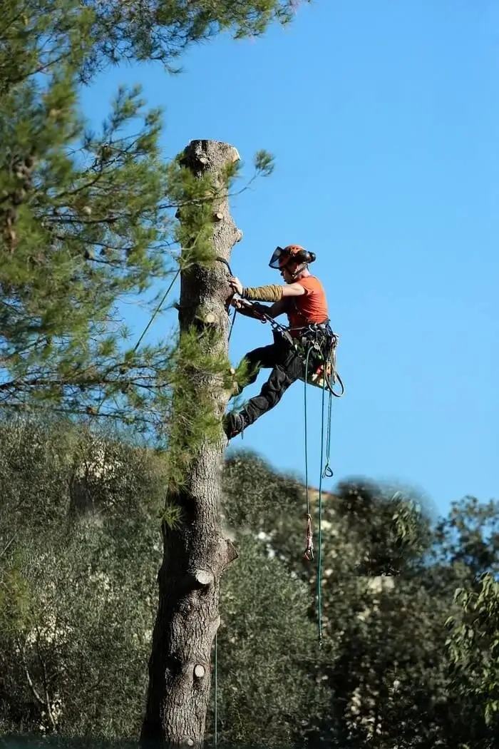 Elagage et abattage d'un arbre