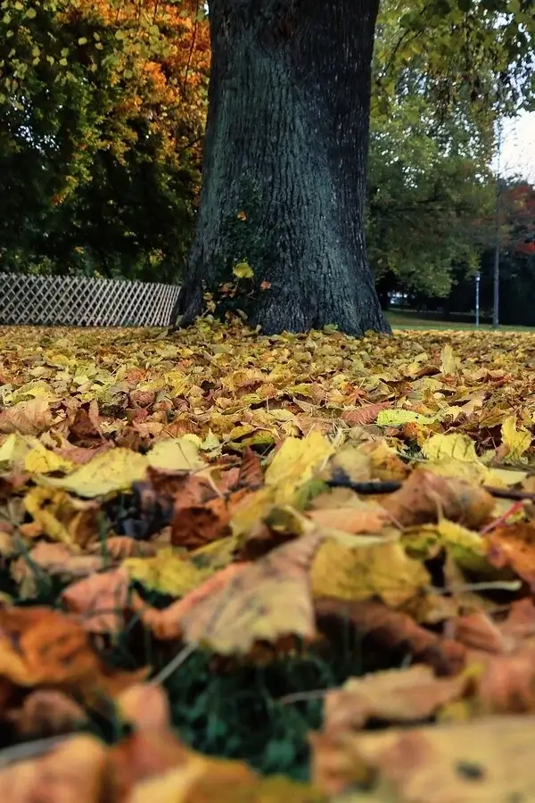 Ramassage de feuilles mortes